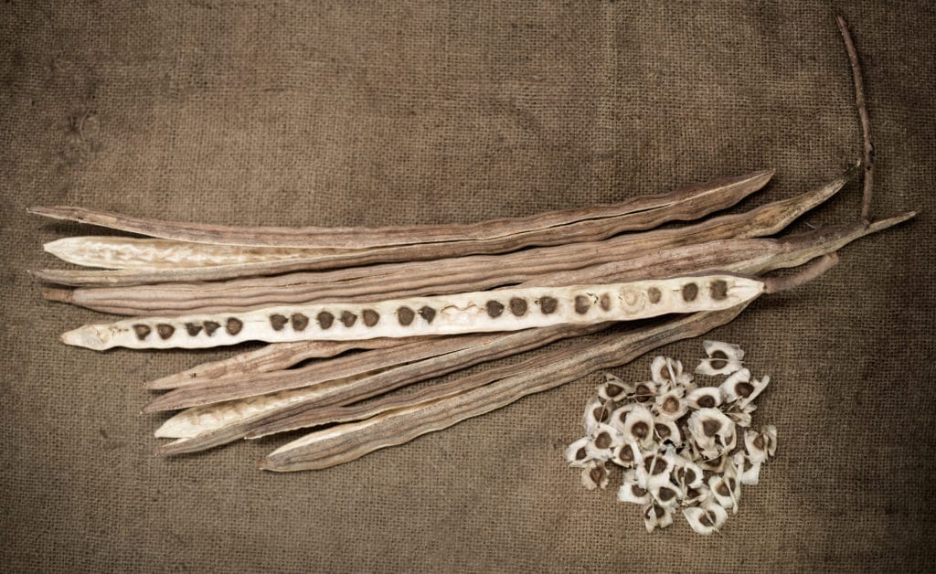 Photo des gousses et des graines de Moringa sur fond de toile de jute