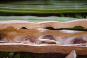 Gousse de Graines de Moringa