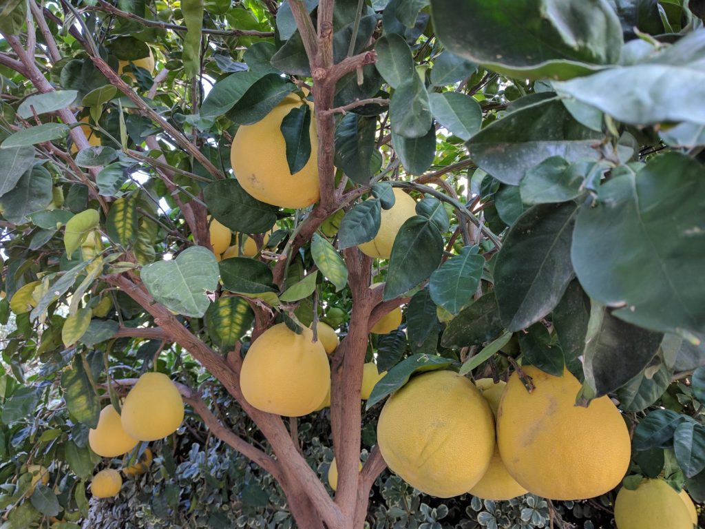 Fruits de Pomelo sur leur arbre