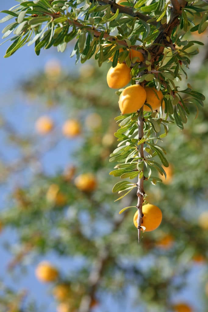 Branche d'arganier portant ses fruits