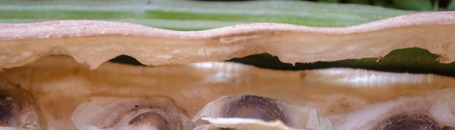 Gousse de Graines de Moringa